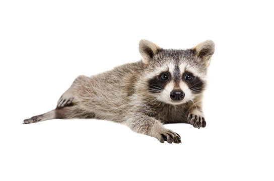 Portrait of a funny raccoon lying isolated on white background