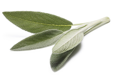Sage (Salivia Officinalis) leaves