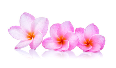frangipani flowers on white background
