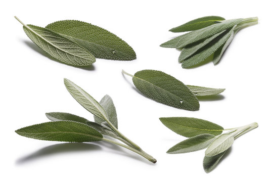 Set of Sage (Salivia Officinalis) leaves
