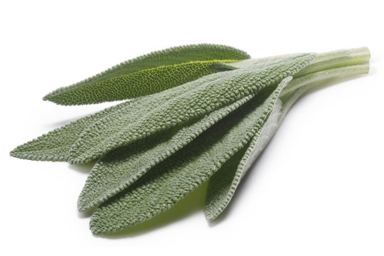 Sage (Salivia Officinalis) leaves