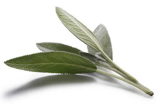 Sage (Salivia Officinalis) leaves