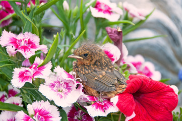 Robin fledgling
