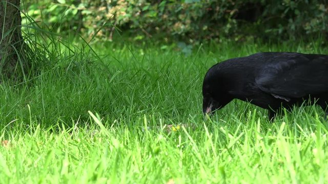 Common raven eat animal food on meadow 