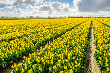 Diagonal converging flowerbeds with bright yellow blooming tulip