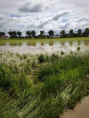 Maisfeld unter Wasser