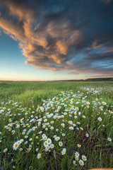 sunset over a field of chamomile
