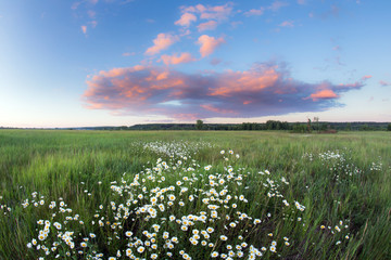 sunset over a field of chamomile