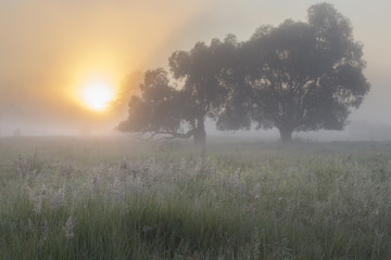 Obraz premium misty autumn morning