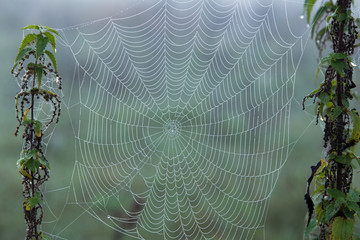 cobweb on the grass