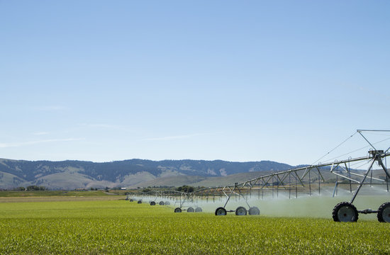 Irrigation system on green corn farmer field 