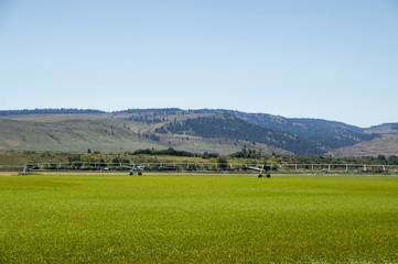 Irrigation system on green corn farmer field 