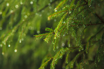 raindrops running down a pine