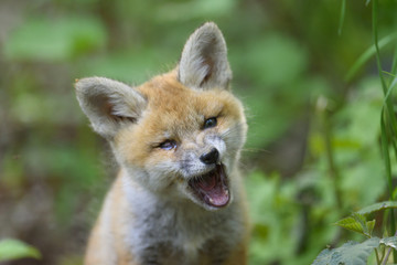 nature red fox young fox pup 