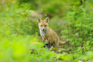 nature red fox young fox pup 