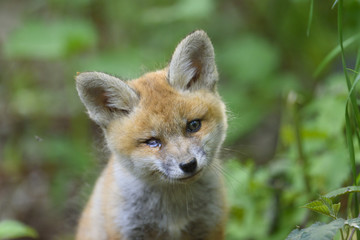 nature red fox young fox pup 