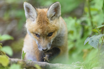 nature red fox young fox pup 