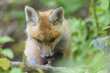 nature red fox young fox pup 