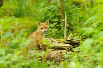 nature red fox young fox pup 