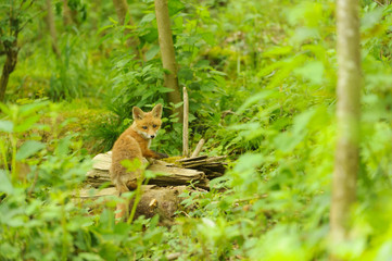 nature red fox young fox pup 