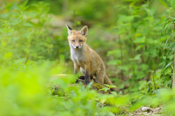 nature red fox young fox pup 