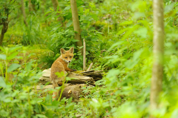 nature red fox young fox pup 