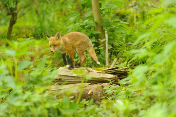 nature red fox young fox pup 