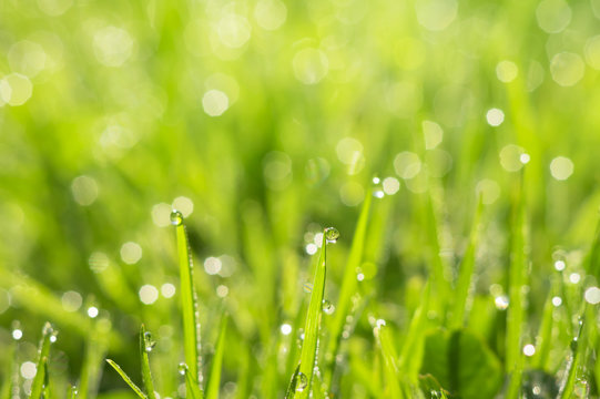 Natural summer  background of grass with drops of morning dew