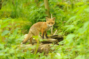 Jungfuchs junger rotfuchs - jung red fox 