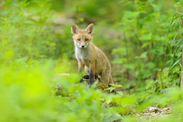 Jungfuchs junger rotfuchs - jung red fox 