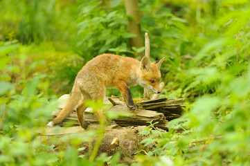 Fuchs Junge Rotfuchs Jungfuchs - fox young fox kit