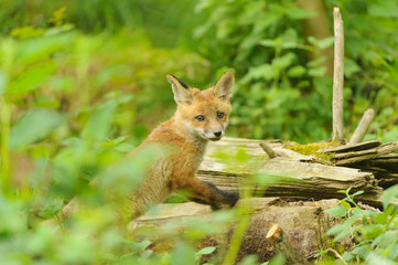 Naklejka na ściany i meble Fuchs Junge Rotfuchs Jungfuchs - fox young fox kit