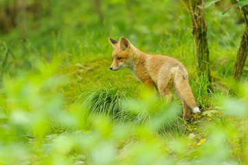 Fuchs Junge Rotfuchs Jungfuchs - fox young fox kit