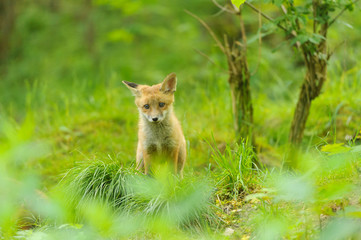 Fuchs Junge Rotfuchs Jungfuchs - fox young fox kit