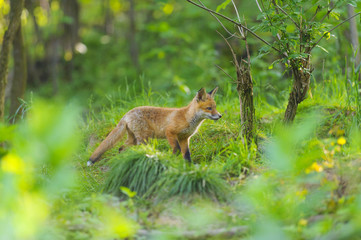 Fuchs Junge Rotfuchs Jungfuchs - fox young fox kit