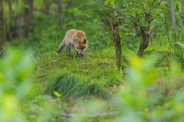 Fuchs Junge Rotfuchs Jungfuchs - fox young fox kit