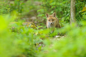 Fuchs Junge Rotfuchs Jungfuchs - fox young fox kit