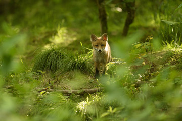 Jungfuchs junger rotfuchs - jung red fox 