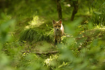 Jungfuchs junger rotfuchs - jung red fox 