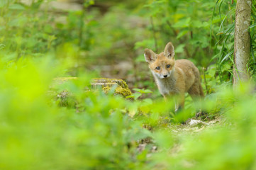 Jungfuchs junger rotfuchs - jung red fox 