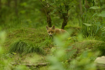 Jungfuchs junger rotfuchs - jung red fox 