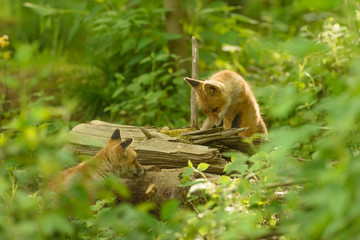 Fuchs Junge Rotfuchs Jungfuchs - fox young fox kit