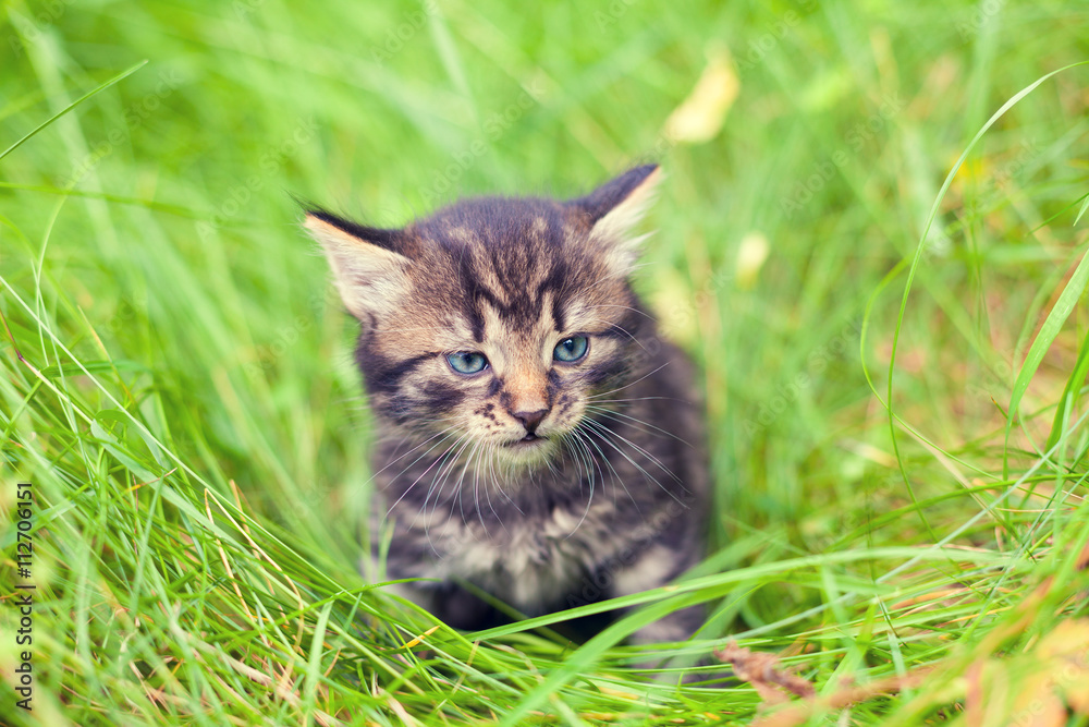 Wall mural Little kitten walking in the tall  grass in summer