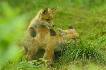 Fuchs Junge Rotfuchs Jungfuchs - fox young fox kit
