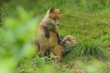 Fuchs Junge Rotfuchs Jungfuchs - fox young fox kit