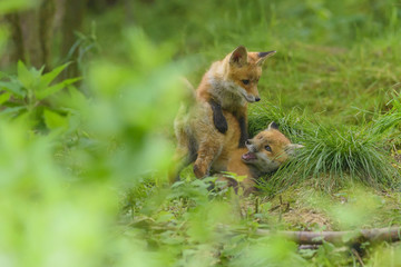 Fuchs Junge Rotfuchs Jungfuchs - fox young fox kit