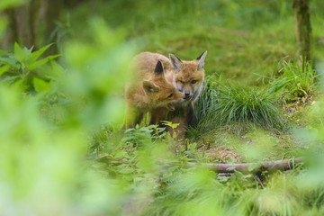 Naklejka na ściany i meble Fuchs Junge Rotfuchs Jungfuchs - fox young fox kit