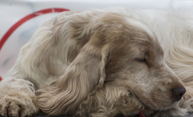 cute dog