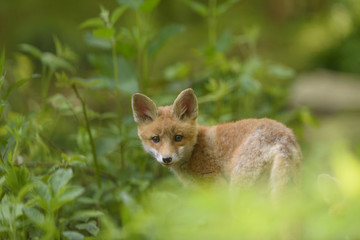 Fuchs Junge Rotfuchs Jungfuchs - fox young fox kit
