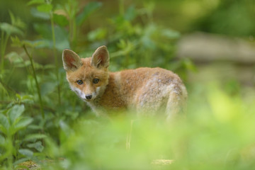 Fuchs Junge Rotfuchs Jungfuchs - fox young fox kit